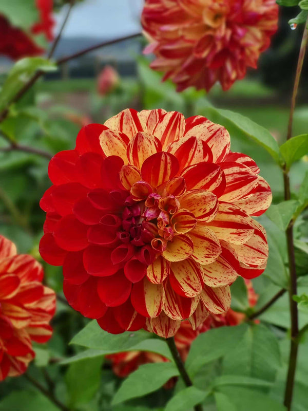 Bushfire dahlia