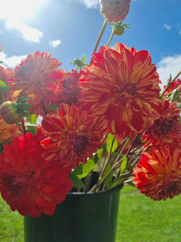 Bushfire dahlia