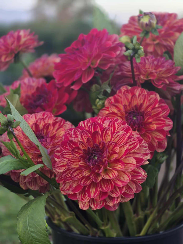 Bushfire dahlia