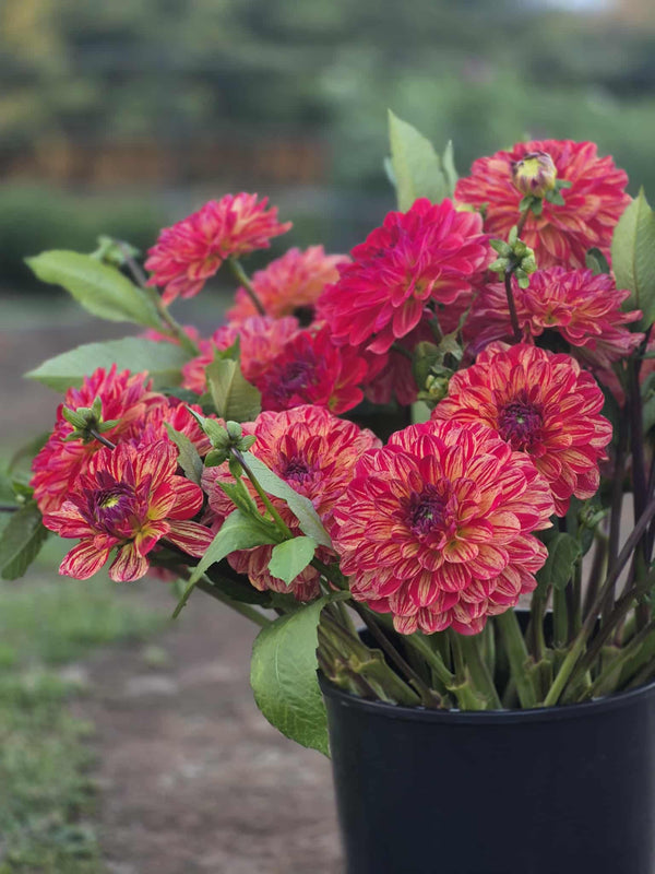 Bushfire dahlia