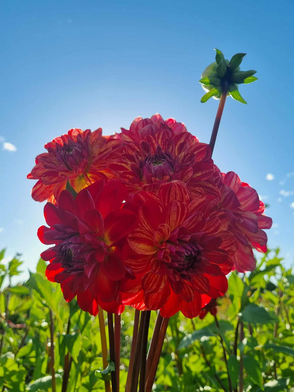 Bushfire dahlia