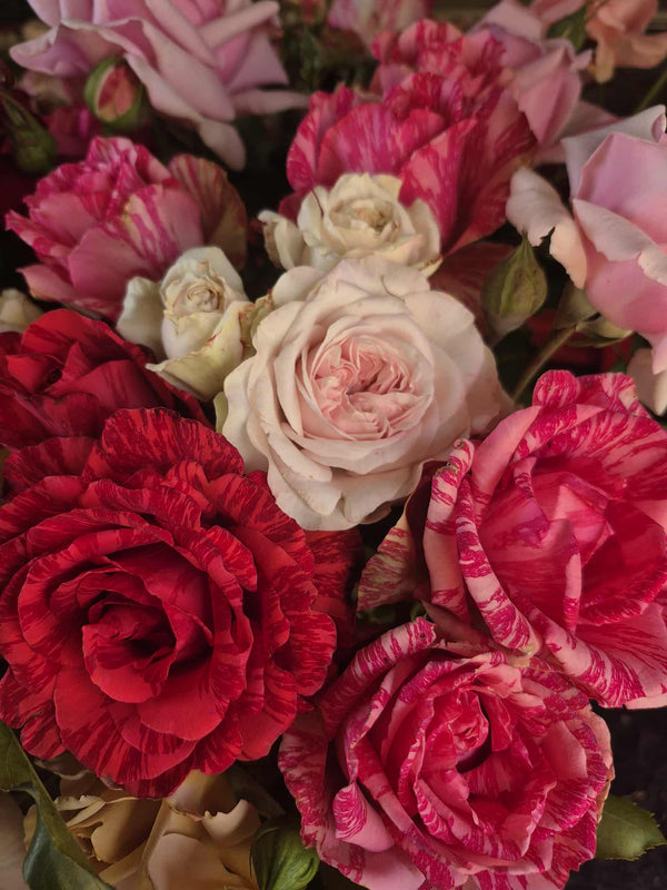 stunning field grown roses